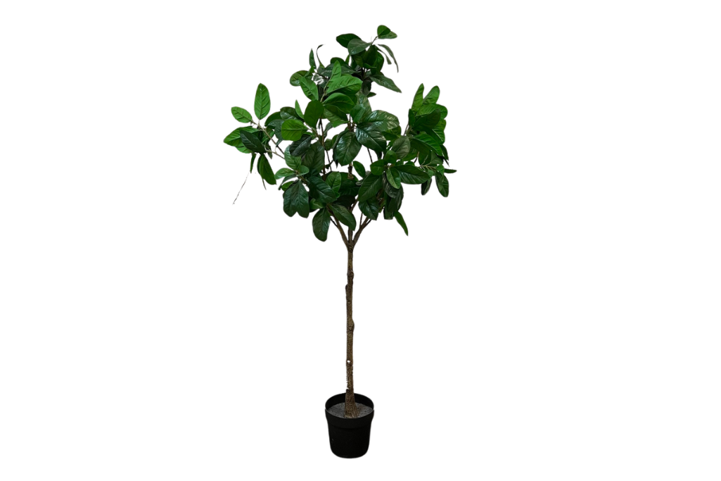 6' Fig Tree