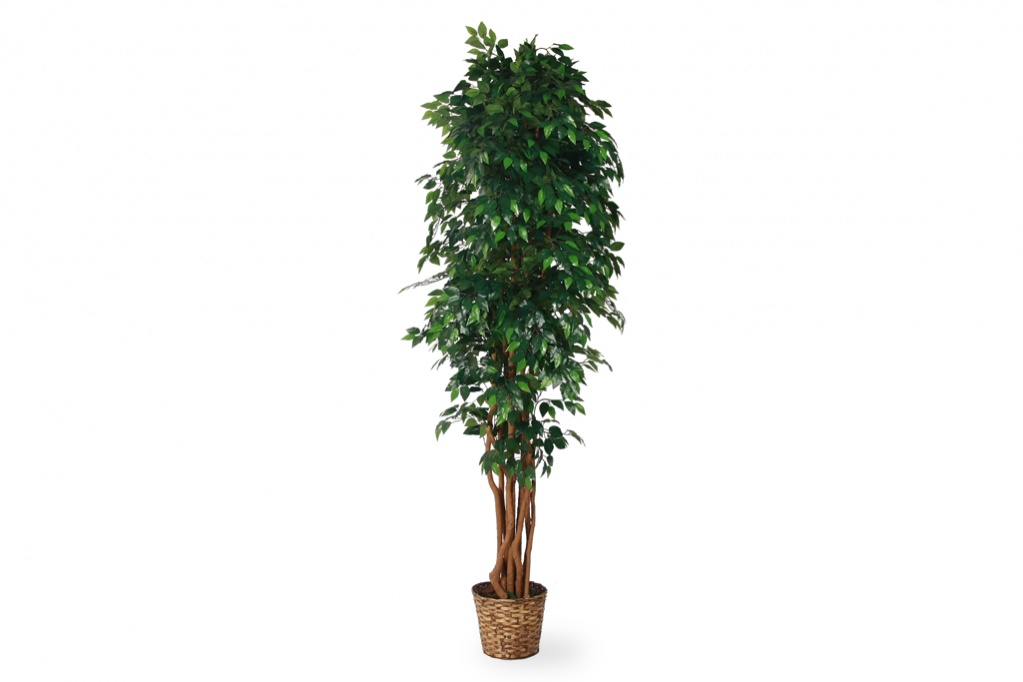 Tall Ficus